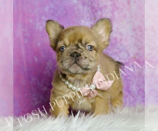 Medium Photo #1 French Bulldog Puppy For Sale in WARSAW, IN, USA