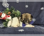 Small Photo #3 Pomeranian Puppy For Sale in LINCOLN UNIVERSITY, PA, USA