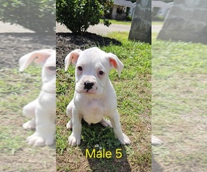 Boxer Puppy for Sale in PELZER, South Carolina USA