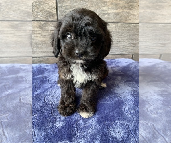 king cavalier poodle mix puppies