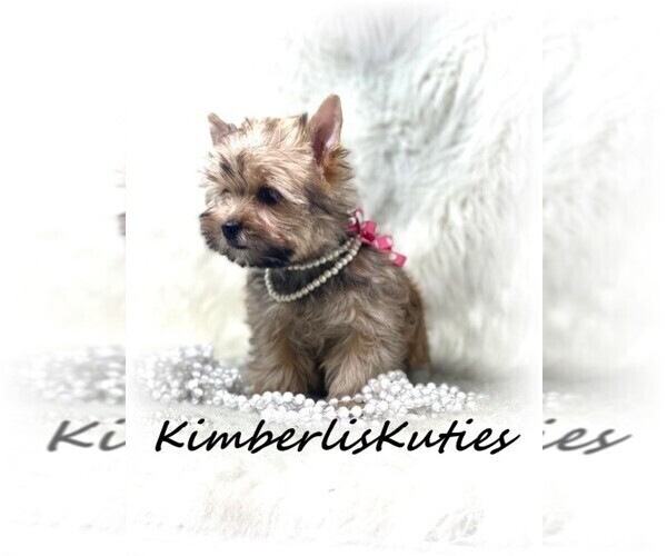 Medium Photo #7 Yorkshire Terrier Puppy For Sale in LIPAN, TX, USA