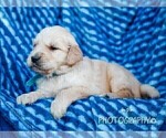 Small #1 Golden Retriever