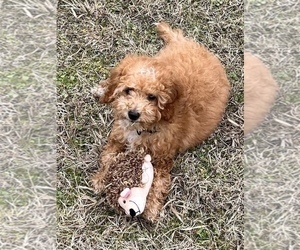 Cavapoo Puppy for Sale in CEDAR HILL, Texas USA
