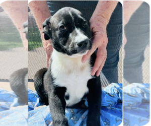 Australian Shepherd-Unknown Mix Dogs for adoption in Grafton, WI, USA
