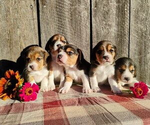 Beagle Puppy for sale in MOSCOW, ID, USA