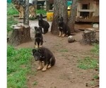Small Photo #1 German Shepherd Dog Puppy For Sale in GASTON, OR, USA