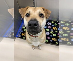 Chinese Shar-Pei-Rottweiler Mix Dogs for adoption in Fairbanks, AK, USA