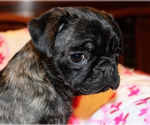 Pug Puppy for sale in BERWYN, IL, USA