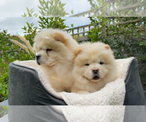 Chow Chow Puppy for sale in LOS ANGELES, CA, USA