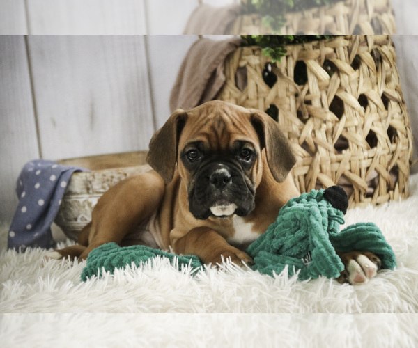Medium Photo #6 Boxer Puppy For Sale in SHIPSHEWANA, IN, USA