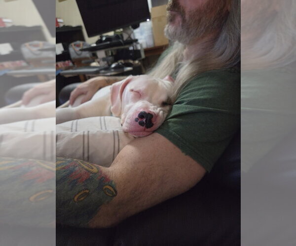 Medium Photo #3 Boxer-Unknown Mix Puppy For Sale in Springdale, PA, USA