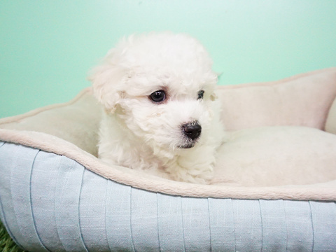 Medium Photo #3 Maltipoo Puppy For Sale in LA MIRADA, CA, USA