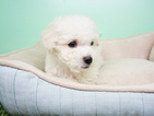 Small Photo #3 Maltipoo Puppy For Sale in LA MIRADA, CA, USA