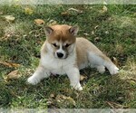 Small Photo #2 Shiba Inu Puppy For Sale in MANHEIM, PA, USA
