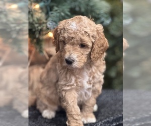 Goldendoodle Puppy for Sale in DECATUR, Indiana USA