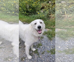 Great Pyrenees Dogs for adoption in Croydon, NH, USA