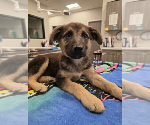 Medium Photo #4 German Shepherd Dog-Unknown Mix Puppy For Sale in West Sacramento, CA, USA