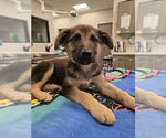 Small #3 German Shepherd Dog Mix