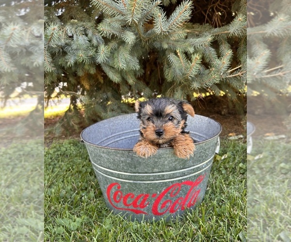 Medium Photo #2 Yorkshire Terrier Puppy For Sale in MIDDLEBURY, IN, USA