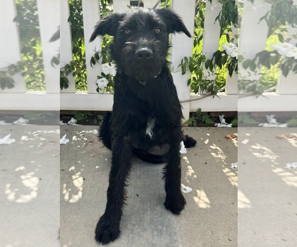 Medium Photo #3 Mutt Puppy For Sale in Newport Beach, CA, USA
