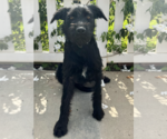Small #2 Mutt