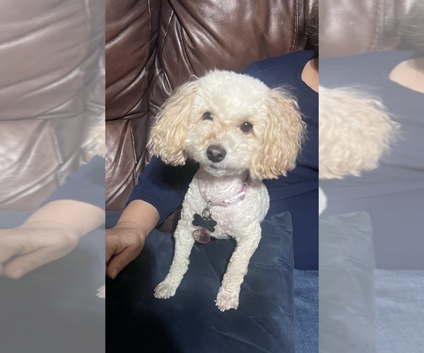 Medium Photo #1 Poodle (Toy) Puppy For Sale in SACHSE, TX, USA