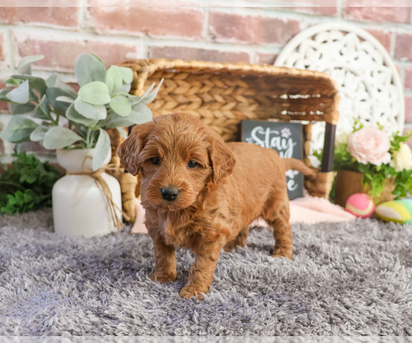 Medium Photo #1 Goldendoodle Puppy For Sale in SYRACUSE, IN, USA