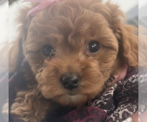 Poodle (Toy) Puppy for sale in MATTOON, IL, USA