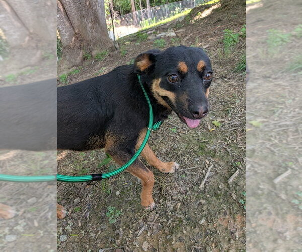 Medium Photo #11 Mutt Puppy For Sale in garner, NC, USA