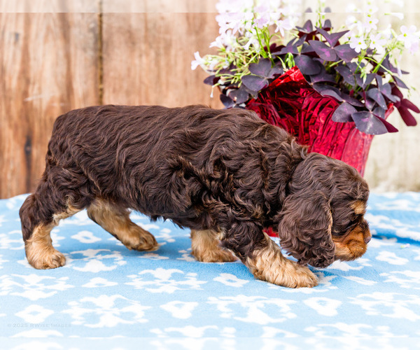 Medium Photo #14 Cocker Spaniel Puppy For Sale in WAKARUSA, IN, USA