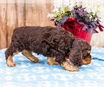 Small Photo #14 Cocker Spaniel Puppy For Sale in WAKARUSA, IN, USA