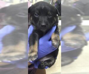 Mutt Dogs for adoption in Riverside, CA, USA