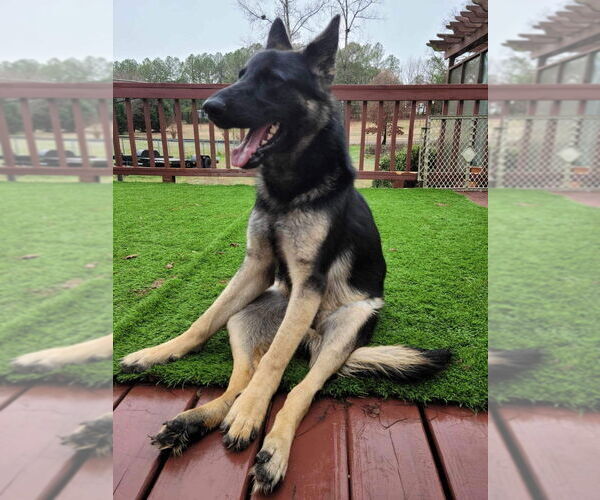 Medium Photo #1 German Shepherd Dog Puppy For Sale in Raleigh, NC, USA