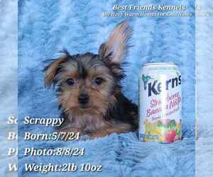 Yorkshire Terrier Puppy for sale in TEMPE, AZ, USA