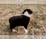Small Photo #4 Australian Shepherd Puppy For Sale in RED BUD, IL, USA