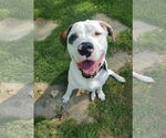 Small #3 Saint Bernard-Staffordshire Bull Terrier Mix