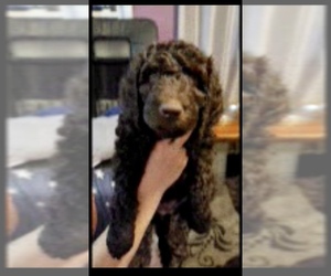 Labradoodle-Poodle (Standard) Mix Puppy for sale in COLORADO SPRINGS, CO, USA