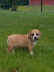 Beabull Puppy for sale in DUNDEE, OH, USA