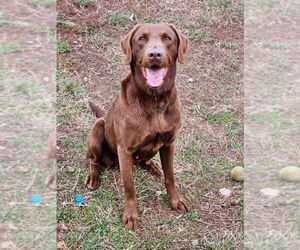 Labrador Retriever Dogs for adoption in Maryville, TN, USA