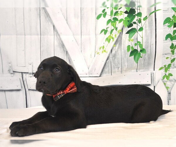 Medium Photo #1 Labrador Retriever-Unknown Mix Puppy For Sale in Oroville, CA, USA
