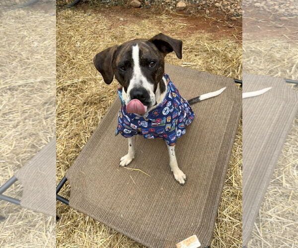 Medium Photo #14 American Bulldog-Unknown Mix Puppy For Sale in Decatur, GA, USA