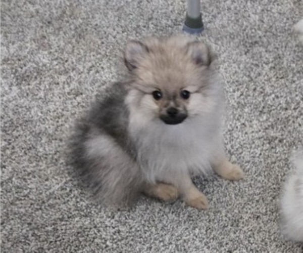 Medium Photo #15 Pomeranian Puppy For Sale in MENIFEE, CA, USA