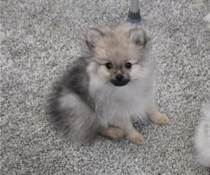 Medium Pomeranian