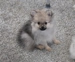 Puppy Sonny Pomeranian