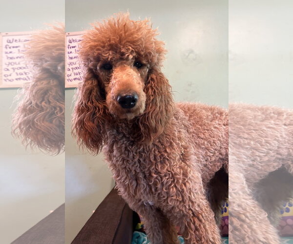 Medium Photo #9 Poodle (Standard) Puppy For Sale in Pacolet, SC, USA