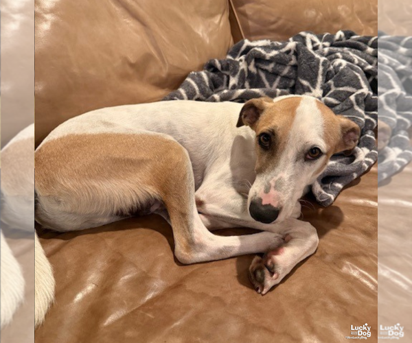 Medium Photo #3 Retriever -Unknown Mix Puppy For Sale in Washington, DC, USA