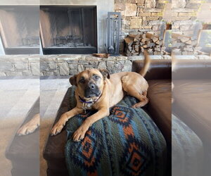 Barley - Male Black Mouth Cur-Labrador Retriever Mix Dog for Adoption - Photo #4