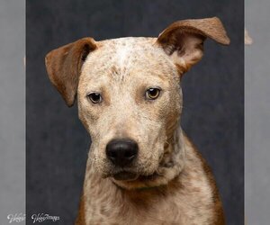 American Staffordshire Terrier-Unknown Mix Dogs for adoption in Tampa, FL, USA