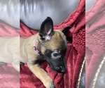 Small Photo #77 Belgian Malinois Puppy For Sale in REESEVILLE, WI, USA