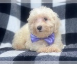 Small Photo #6 Maltipoo Puppy For Sale in LAKELAND, FL, USA